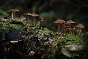 Clusters of brown mushrooms growing from a moss-covered fallen log