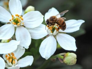 Honey bee gathering pollen from white spring blossoms