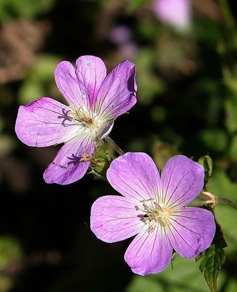 Two pink wildflowers blooming against a dark leafy background