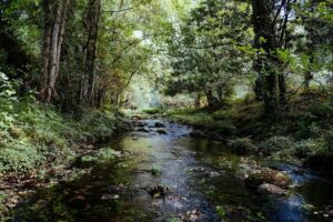 Tree-lined riparian stream flowing over rocks through dense vegetation