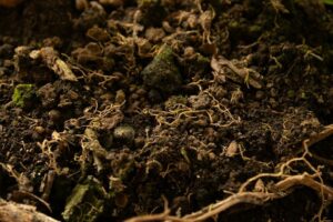 Close-up of dark soil, moss, roots, and decomposing organic matter